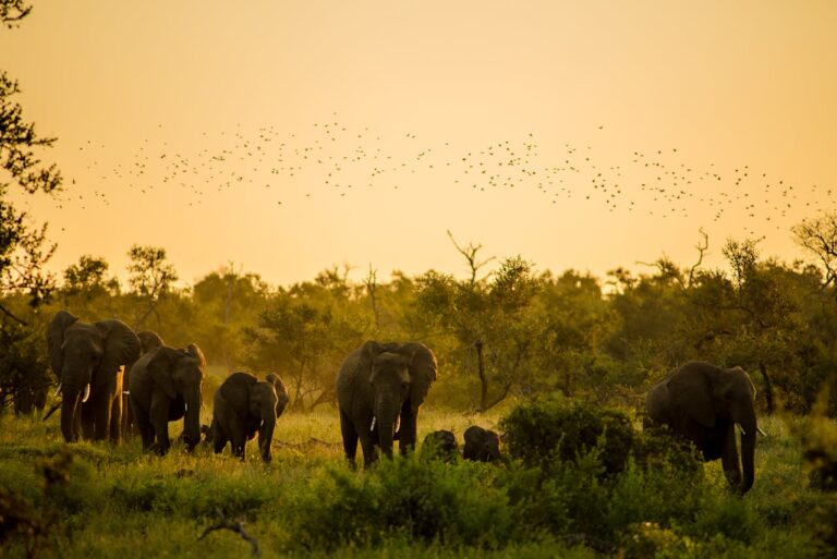 elefanti nella savana del parco kruger con sfondo del tramonto con uccelli che volano in cielo