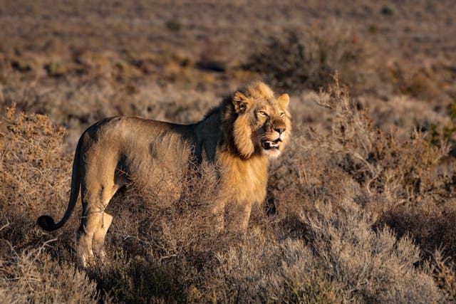 leone big 5 parco kruger safari in africa viaggio di gruppo