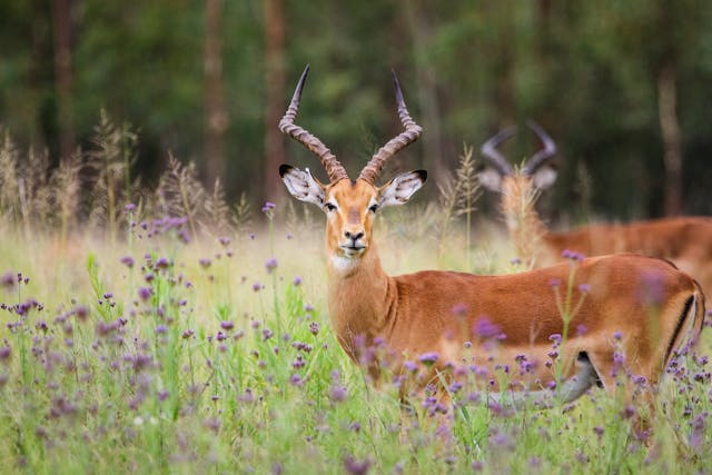 Gazzella nella savana del Parco Kruger, viaggio di gruppo di Viaggium in Sudafrica