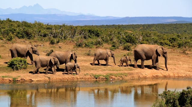 Pozza con elefanti a bere nel parco Kruger nel nostro safari in sudafrica