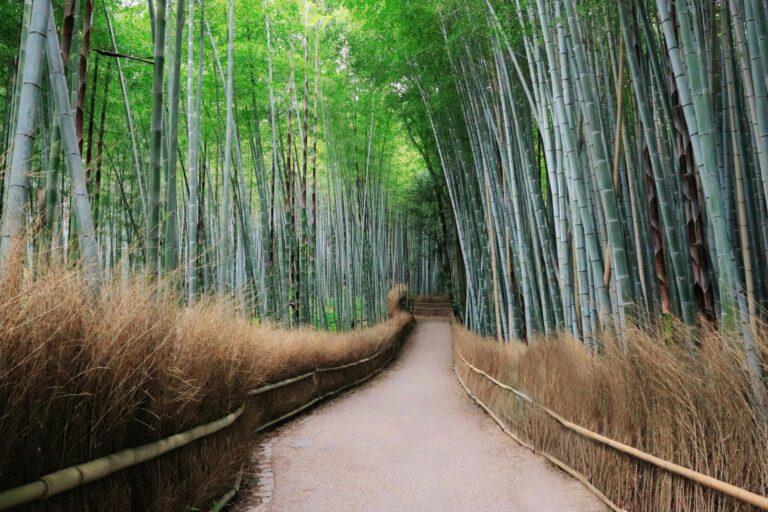 Foresta di bambù Giappone, Kyoto