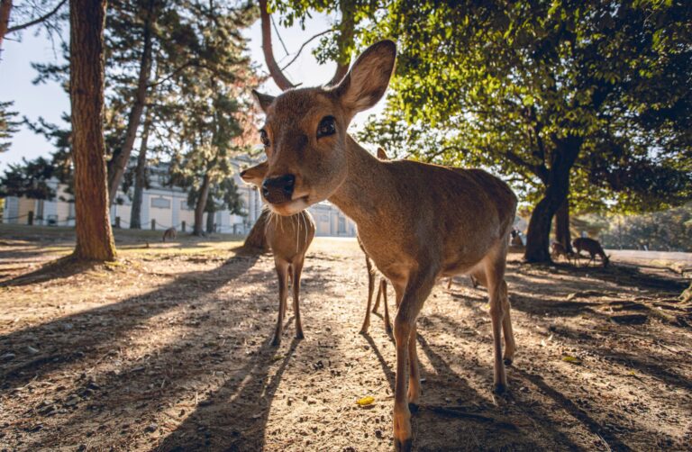 cervo del parco nara